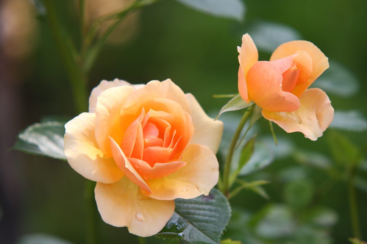 Aufblühende Rosenblüte — Symbolbild für das Rosenprojekt Bad König